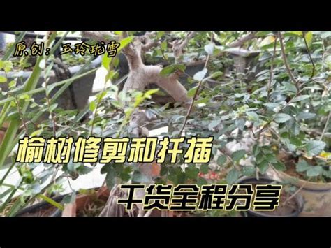 榆樹種植|【榆樹照顧】榆樹養護秘訣大公開！從種植到開花，全方位照顧指。